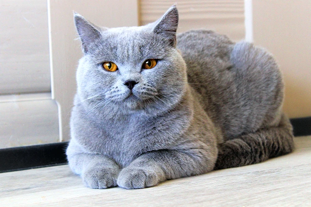 Britisch Kurzhaar Katze blau