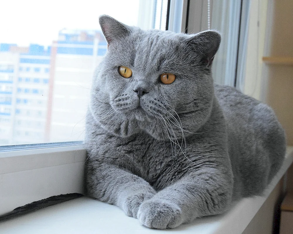 Britisch Kurzhaar Katze