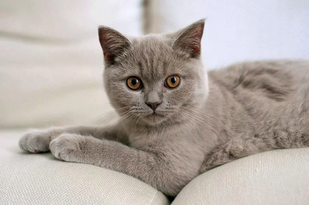 Britisch Kurzhaar Katze lila