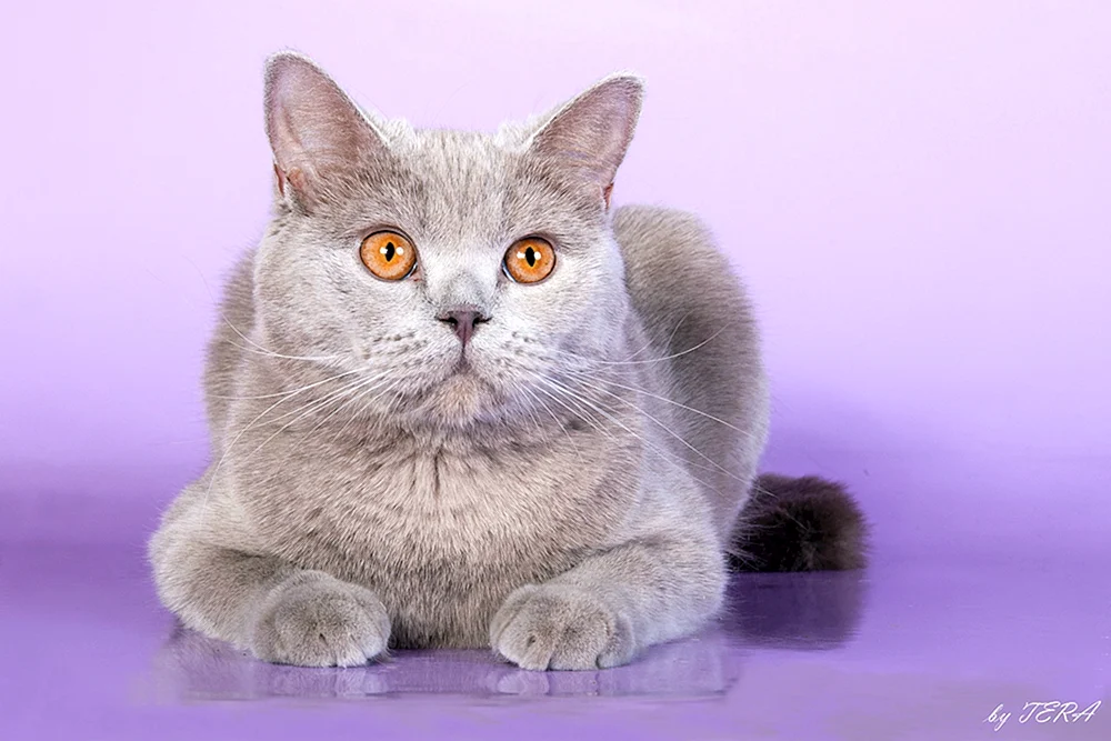 Britisch Kurzhaar Katze mauve
