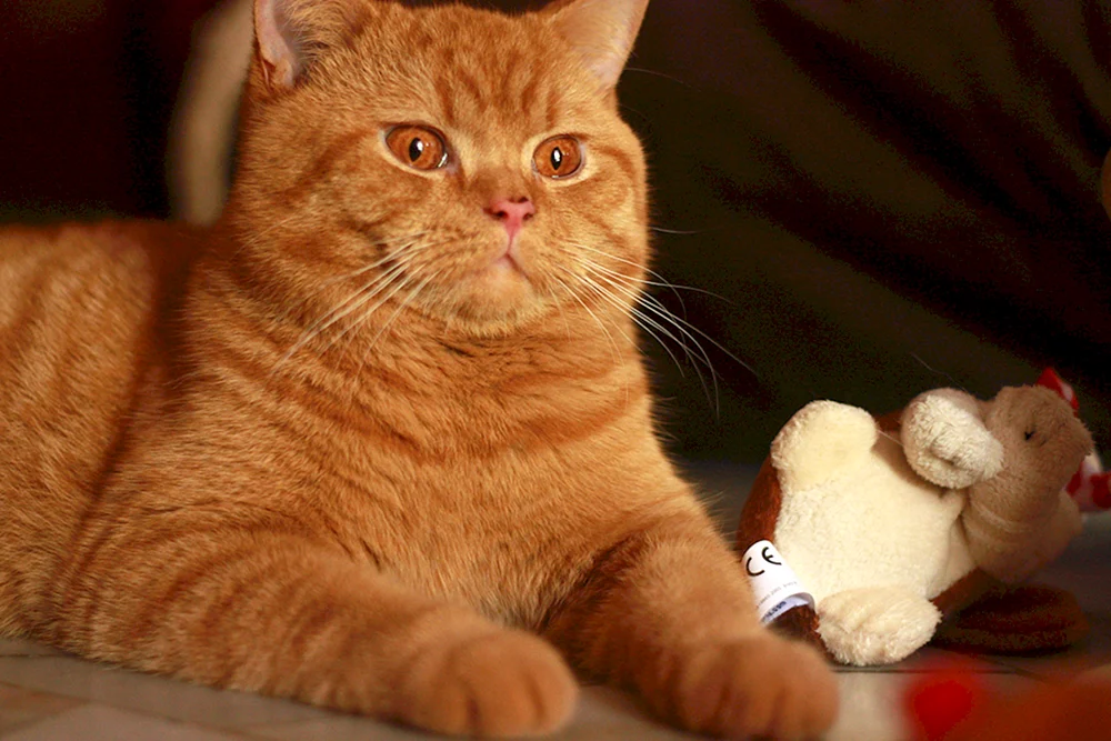 Britisch Kurzhaar Katze ginger