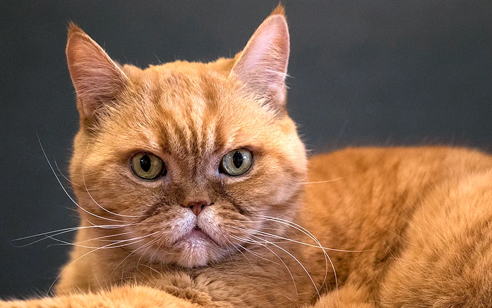 Britisch Kurzhaar Katze ginger