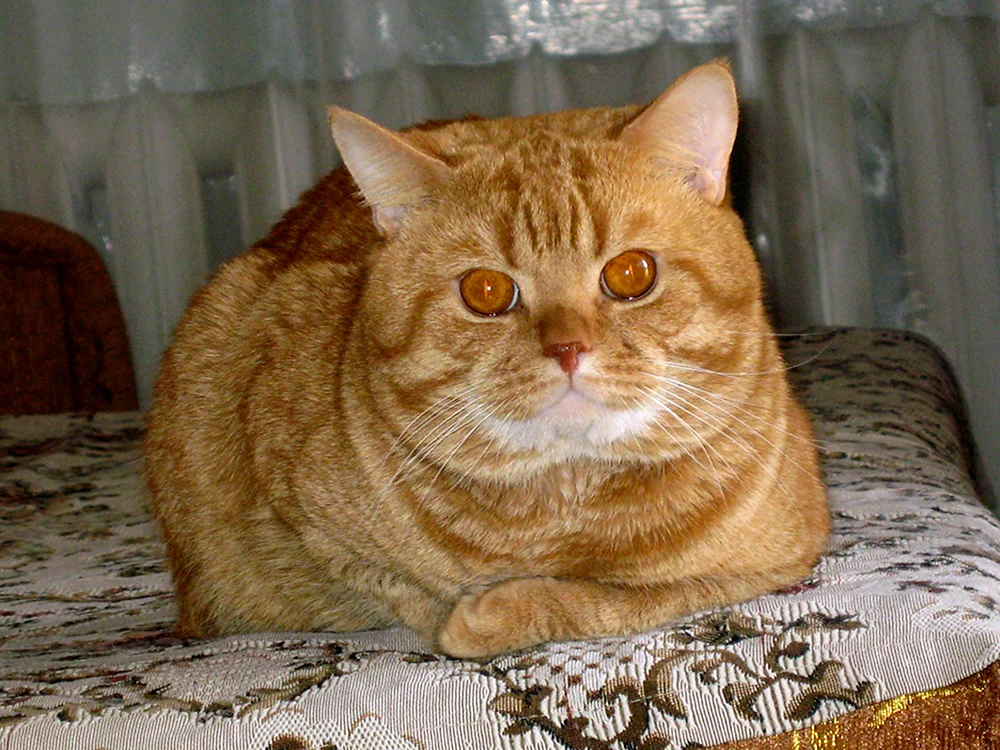 Golden geticktes Chinchilla