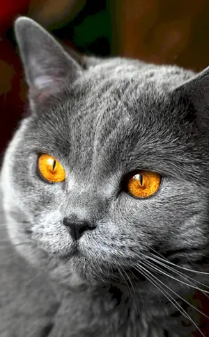 Britisch Kurzhaar Katze chartreuse