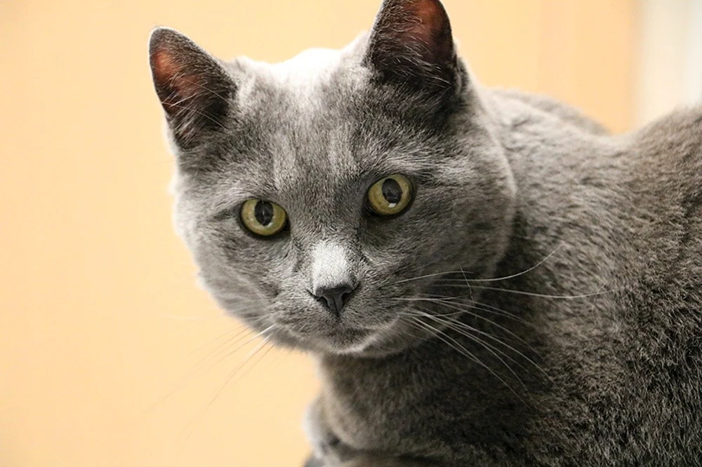 Britische Kurzhaarkatze chartreuse Karteserkatze