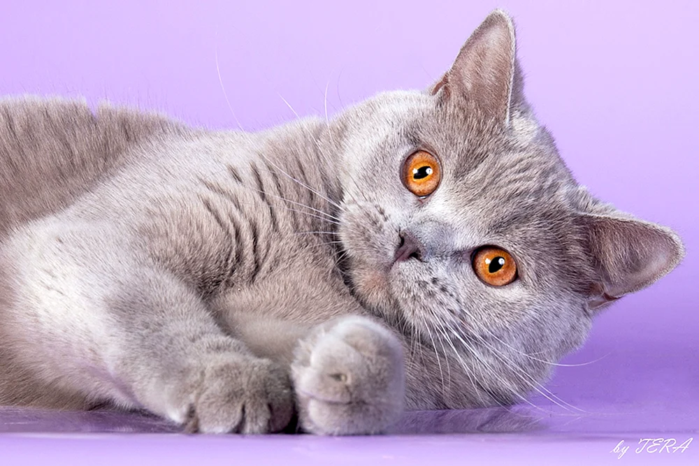Britisch Kurzhaar Katze chartreuse
