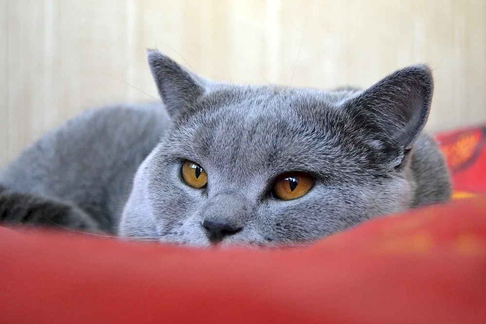 Britisch Kurzhaar Katze