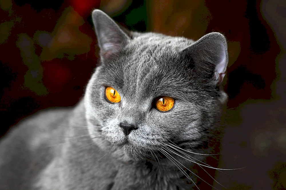 Britisch Kurzhaar-Katze