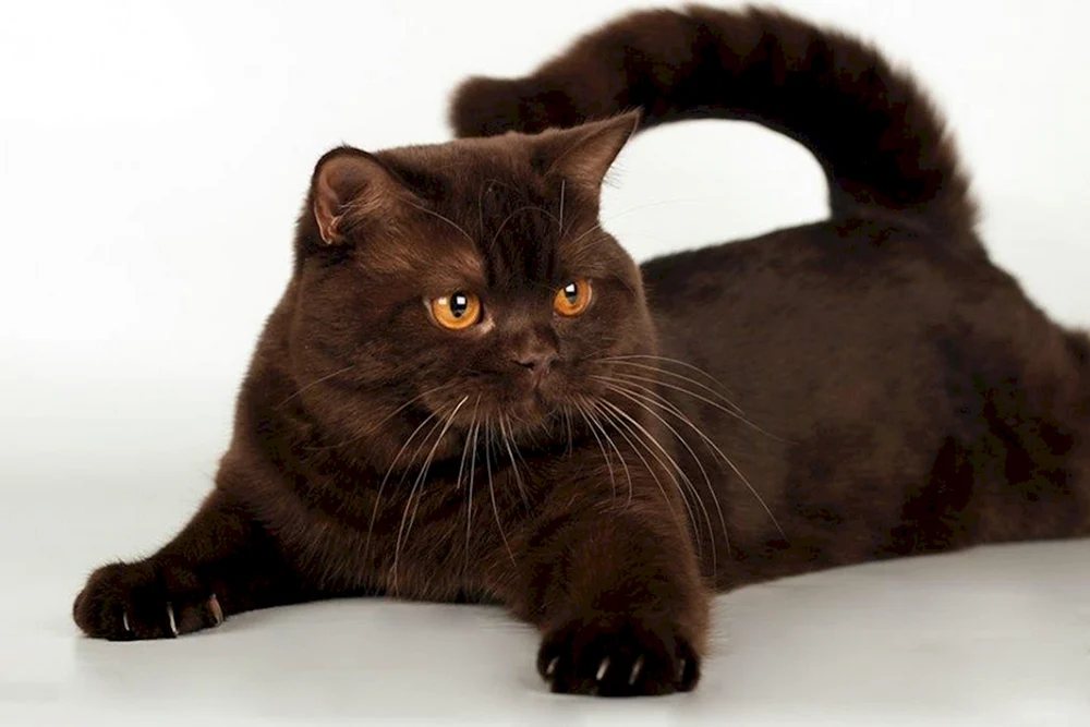 Britisch Kurzhaar Katze Schokoladenkatze