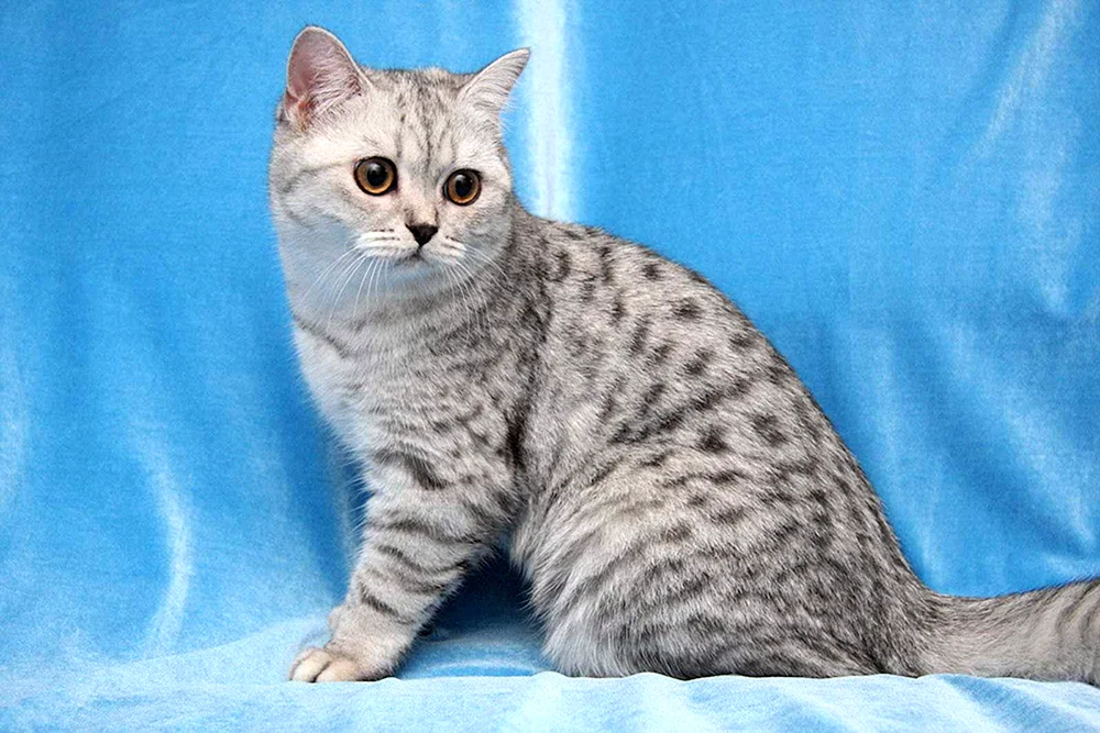 Britisch Kurzhaar tabby