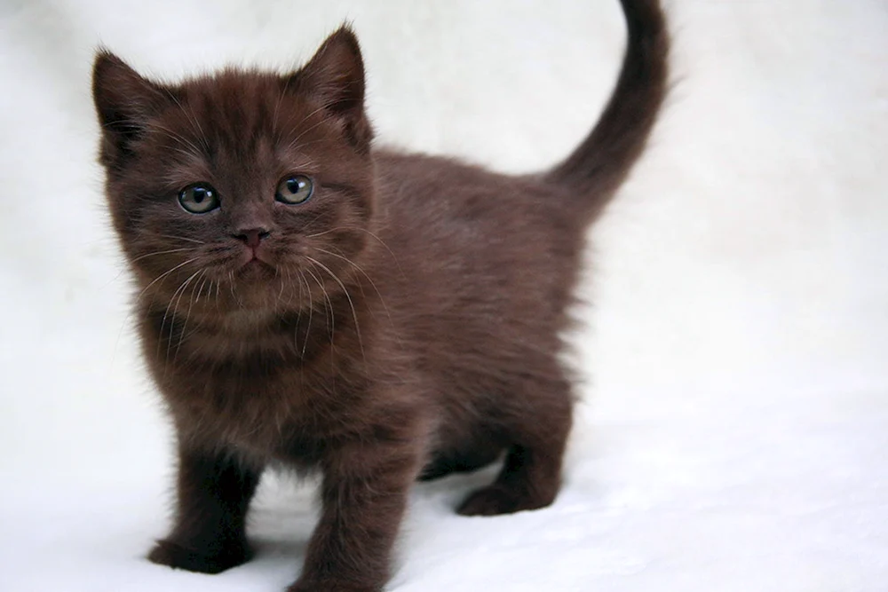 Schokolade Britisch Lop-Eared Cat