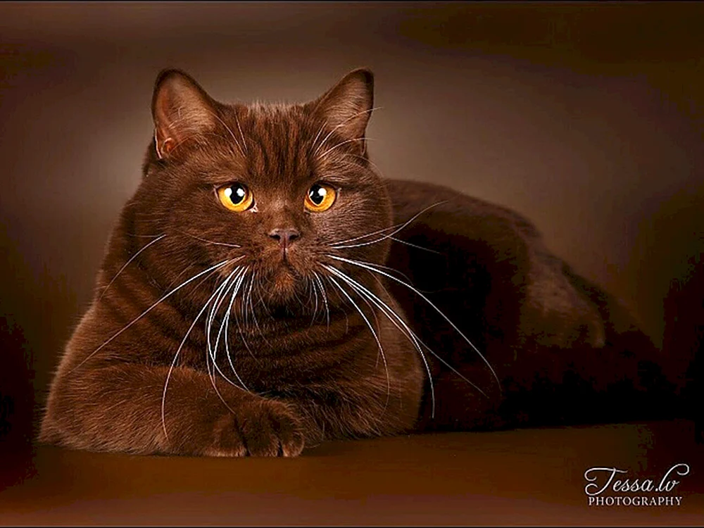 Britisch Kurzhaar Zimtkatze