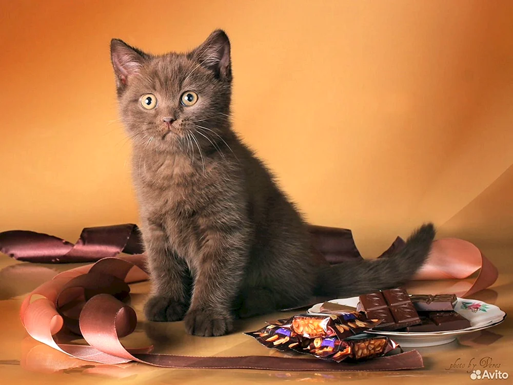 Britisch Kurzhaar Zimtkatze Zimtkätzchen