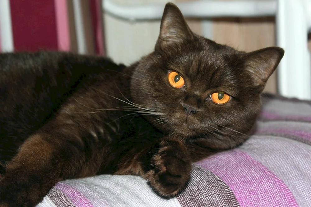 Britisch Cinnamon Katze