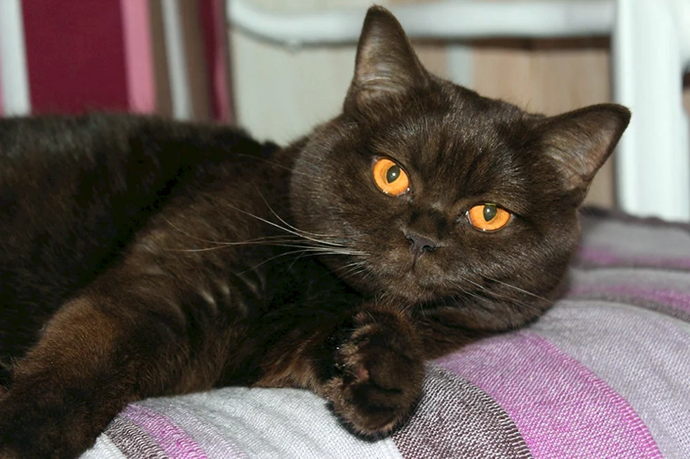 Britisch Kurzhaar Katze cinnamon