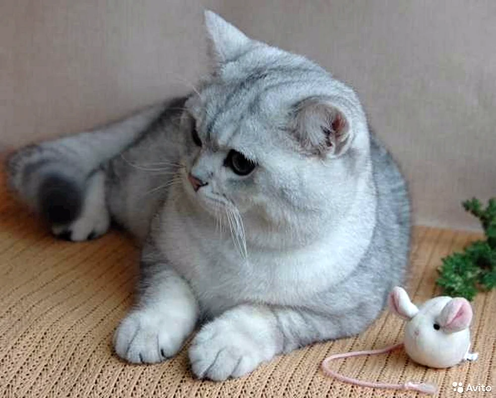 Britisches Silberchinchilla
