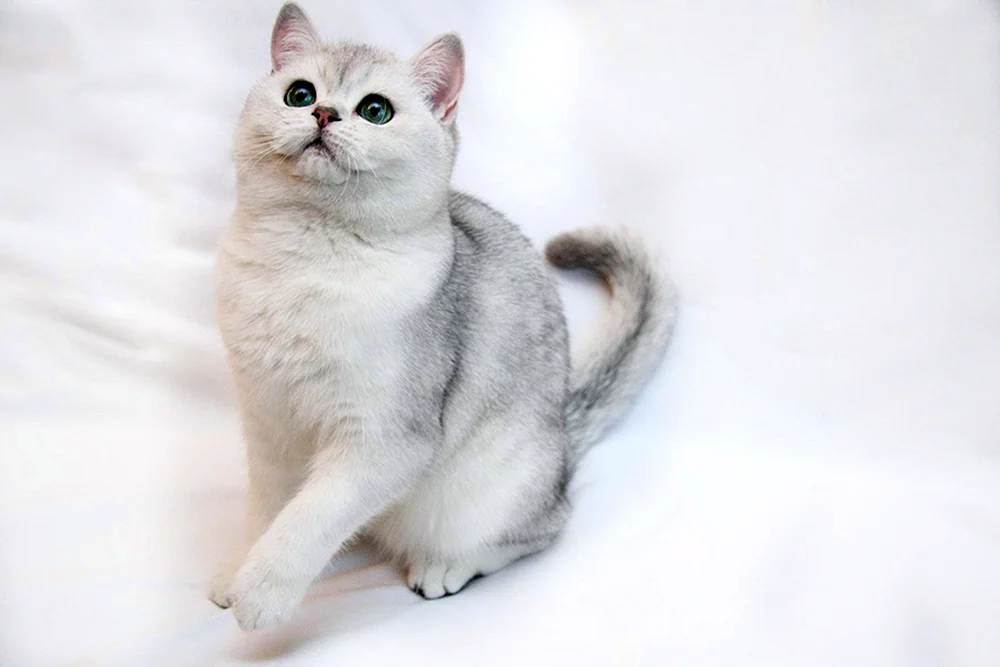 Britisches Silberchinchilla Katze