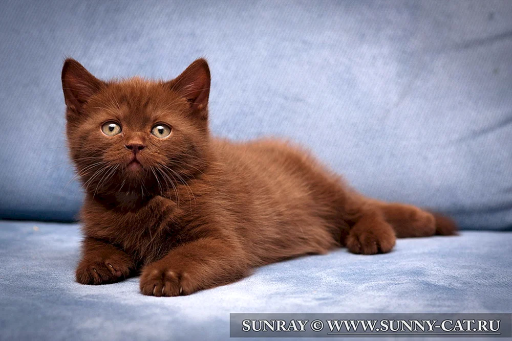 Chocolate Britische Katze