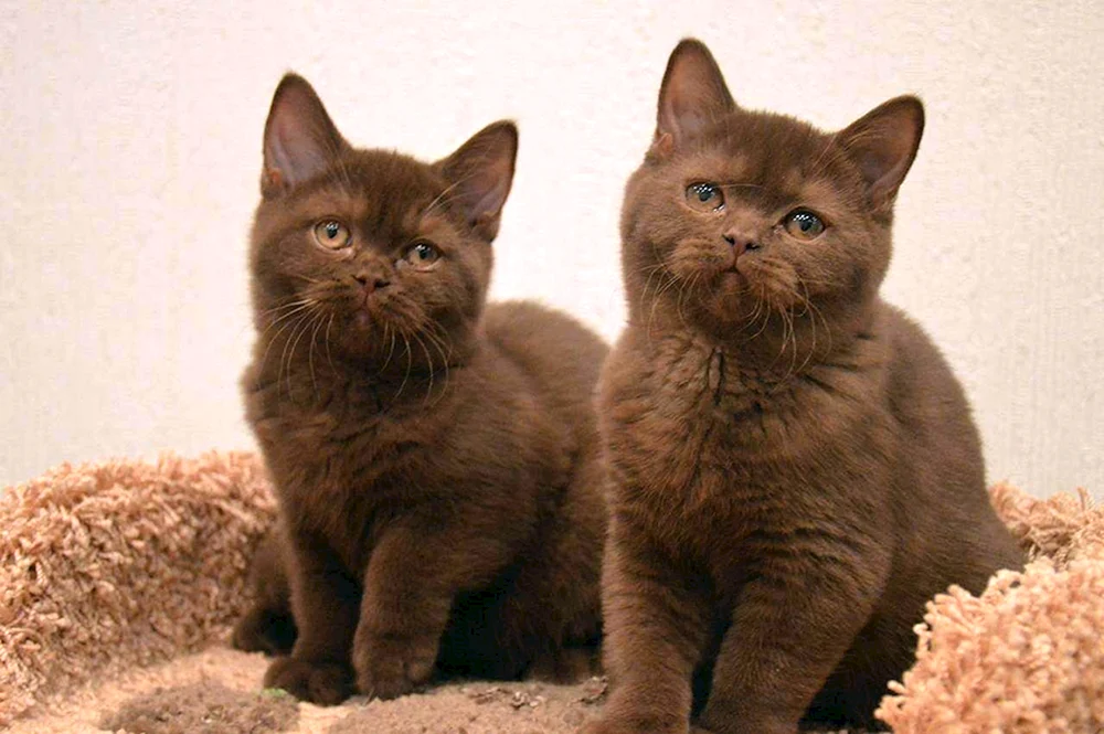 Chocolate Britische Katzenjunge