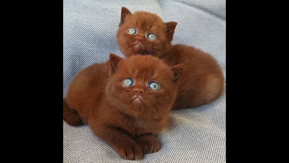 Britische Zimtkatze