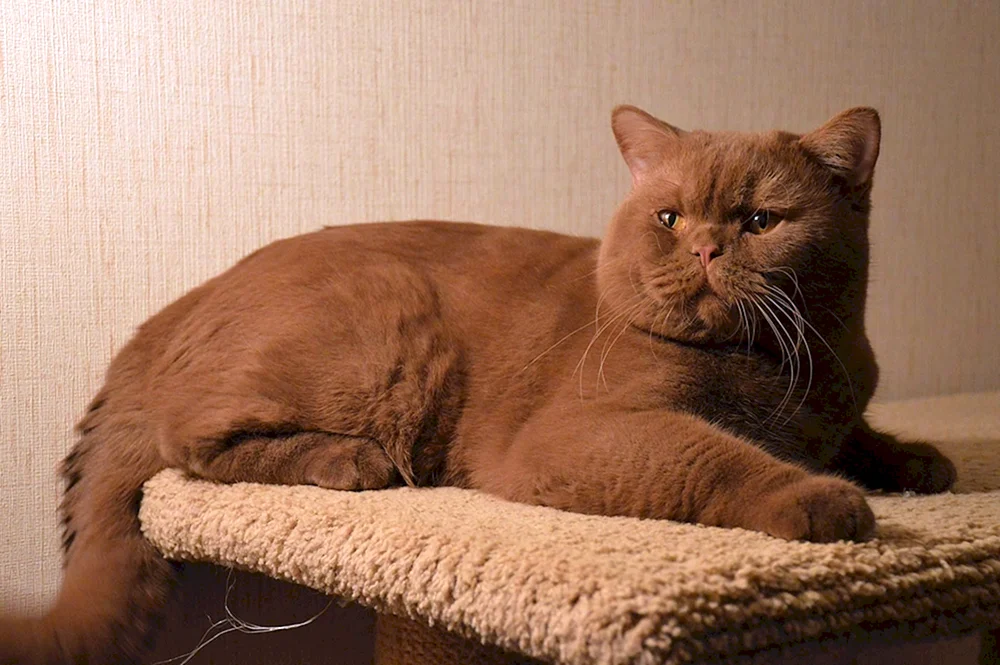 Britisch Cinnamon Katze