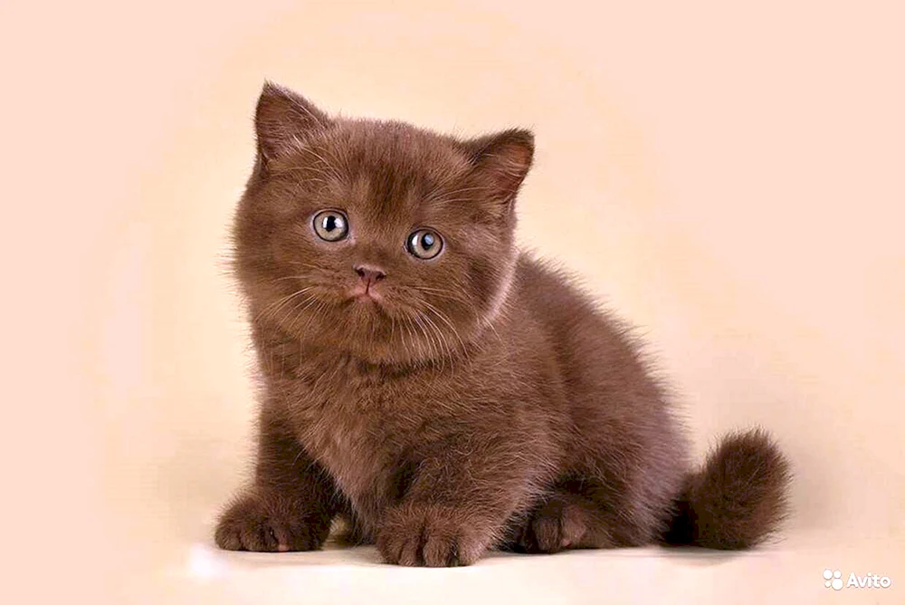 Munchkin Katze schokolade
