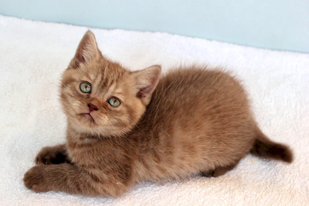 Chocolate Perserkatze