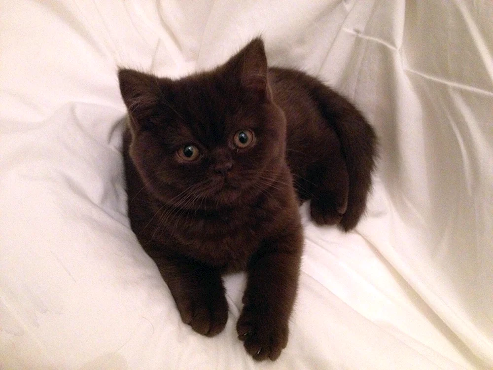 Chocolate Scottish Fold