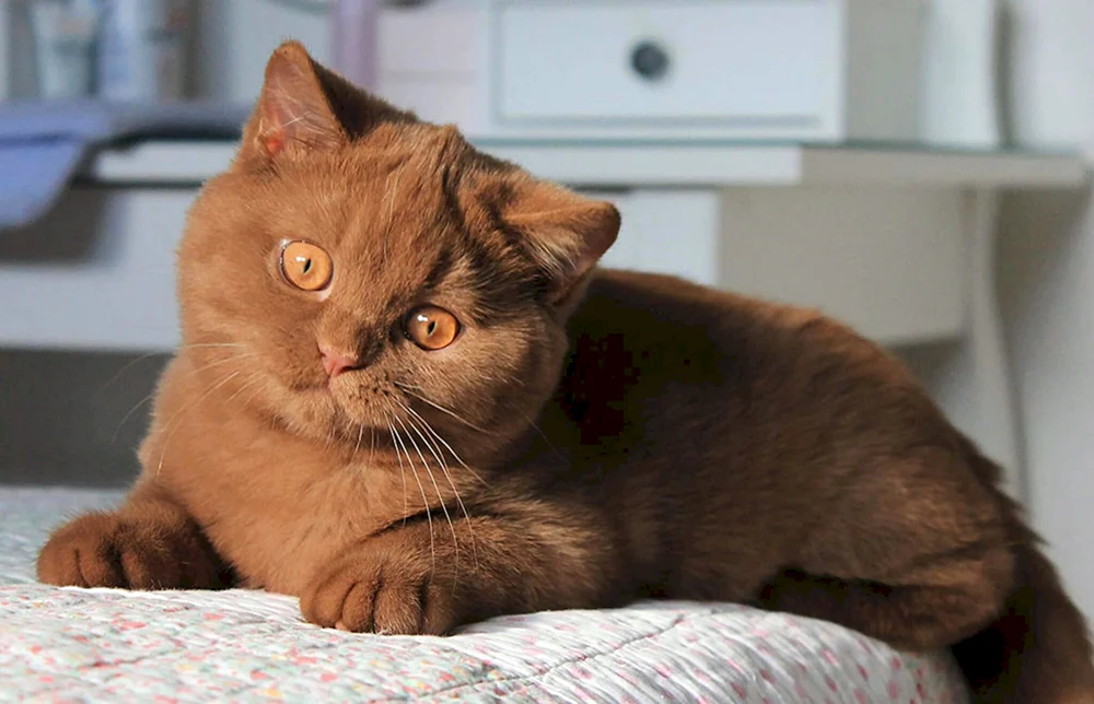 Weißbraune Katze