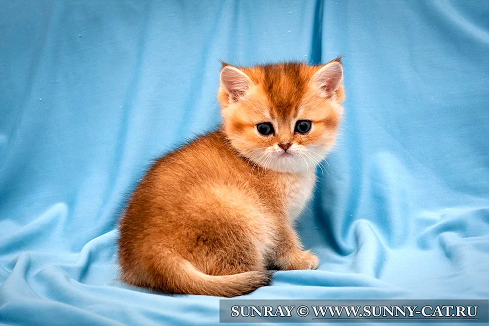Britisch Golden Chinchilla