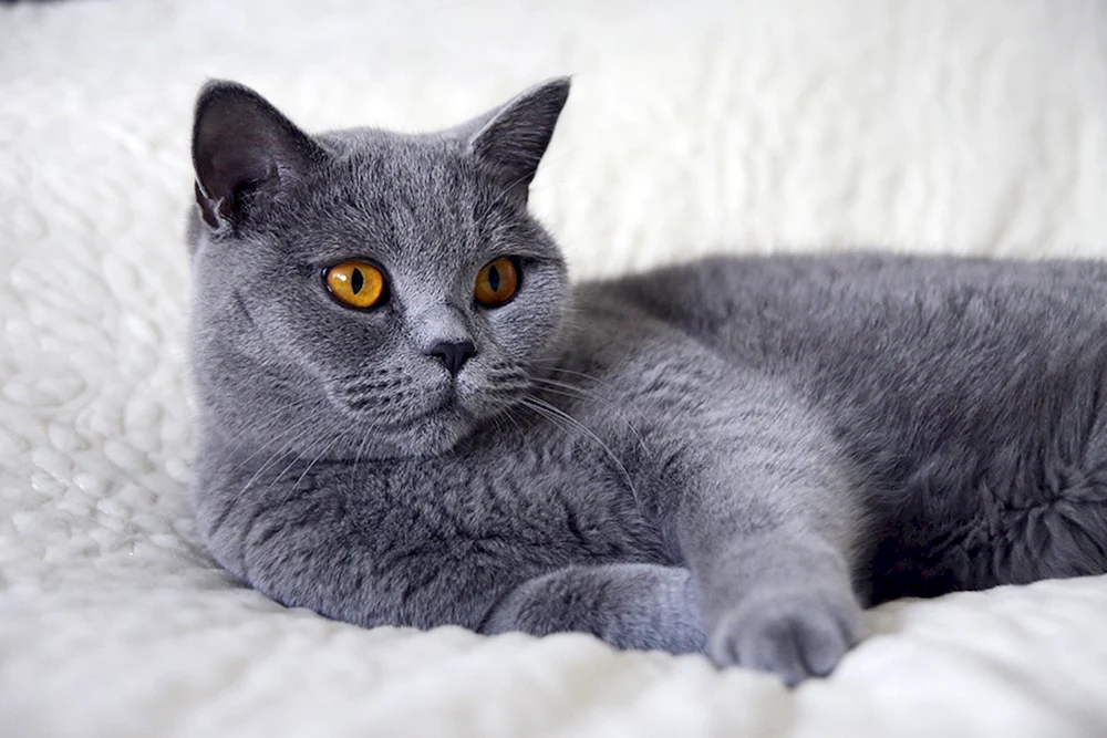 Kartesische Katze Britisch