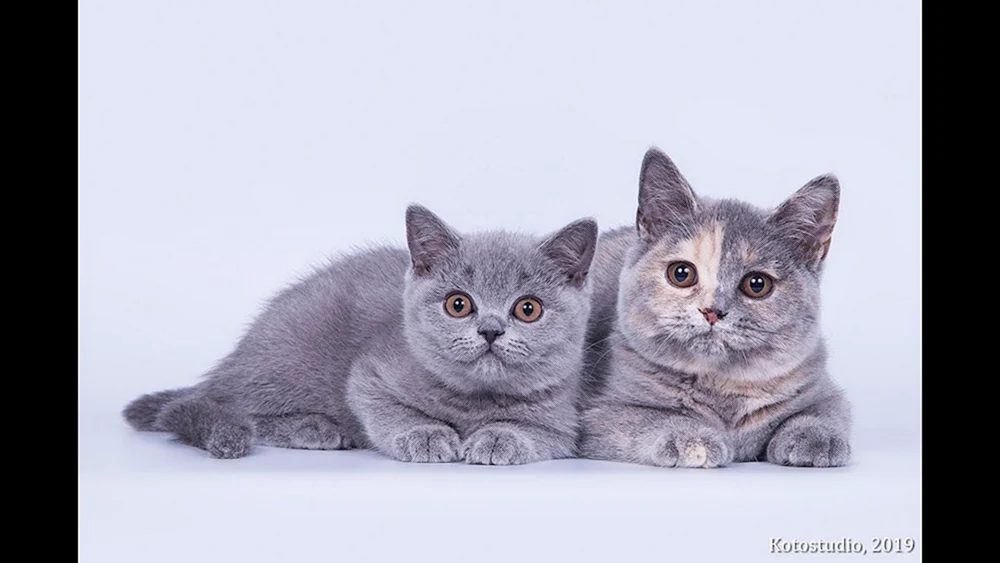 Britische Katze