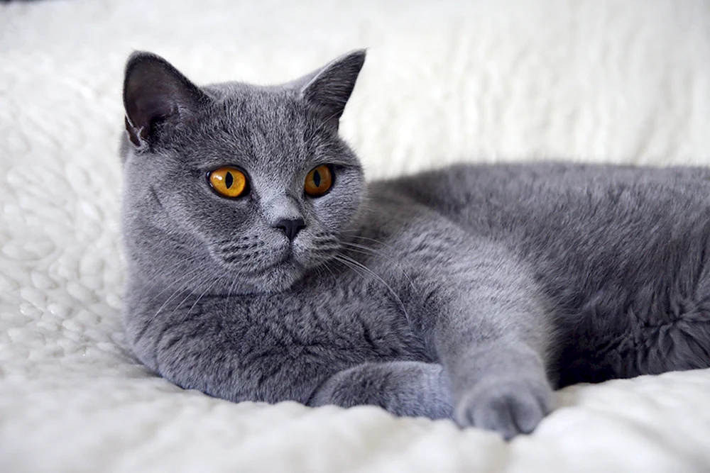 Britisch Kurzhaar Katze