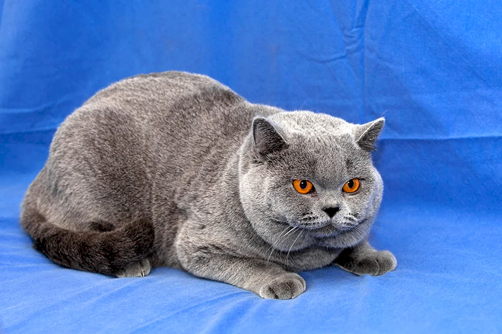 Britisch Kurzhaar Katze