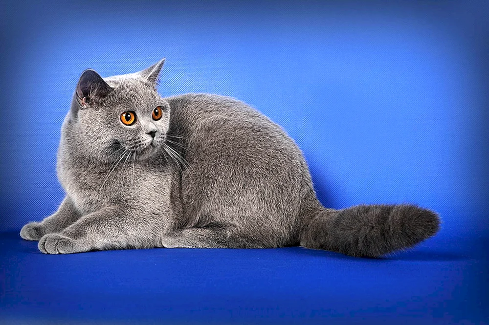 Britisch Kurzhaar Katzenrasse