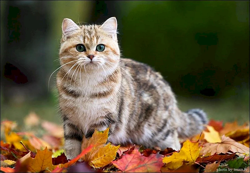 Herbstkatze