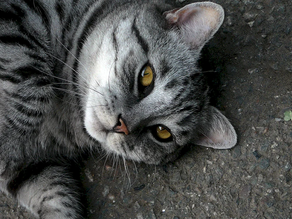 Chartreuse Katze gestreift