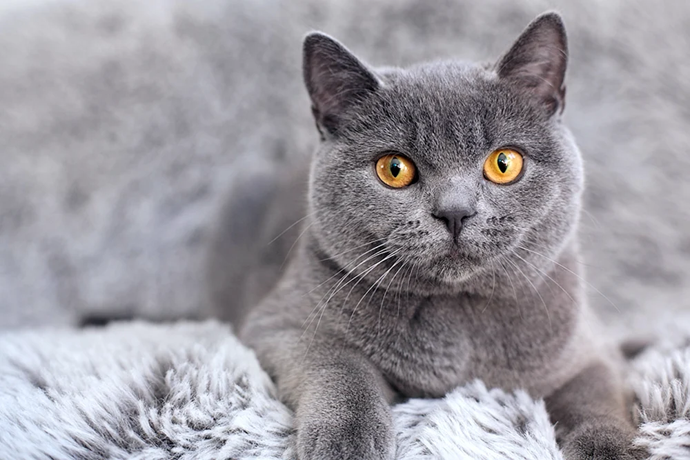 Britisch Kurzhaar Katze