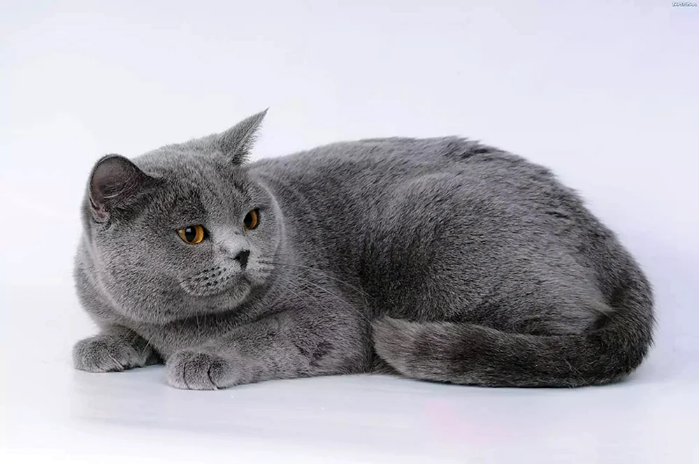 Britisch Kurzhaar Katze grau