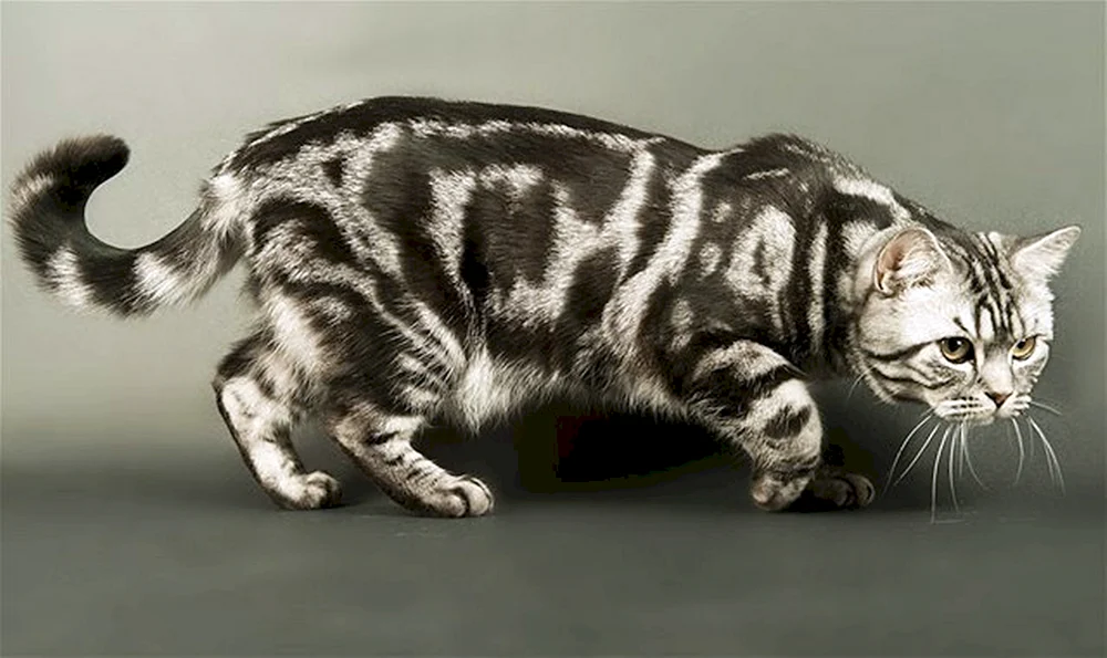 Britisch marmoriert tabby Katze marmoriert gestreift