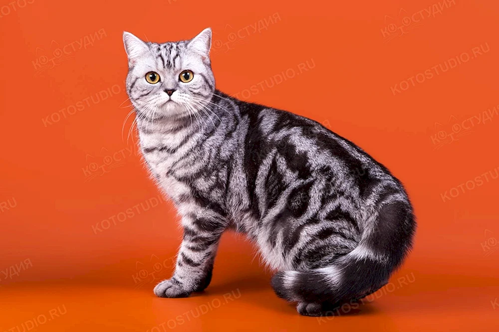 Britisch marmoriert gestromt Katze