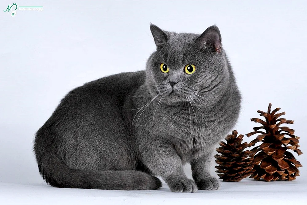 Schottisch gestreifte Katze