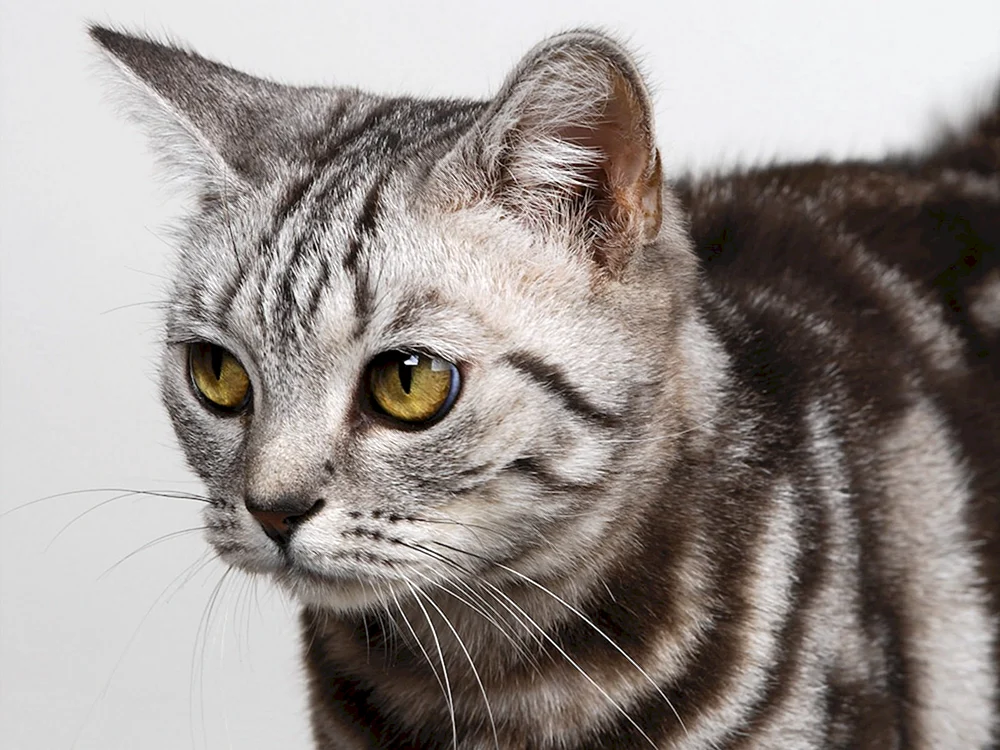 Tabby getigert