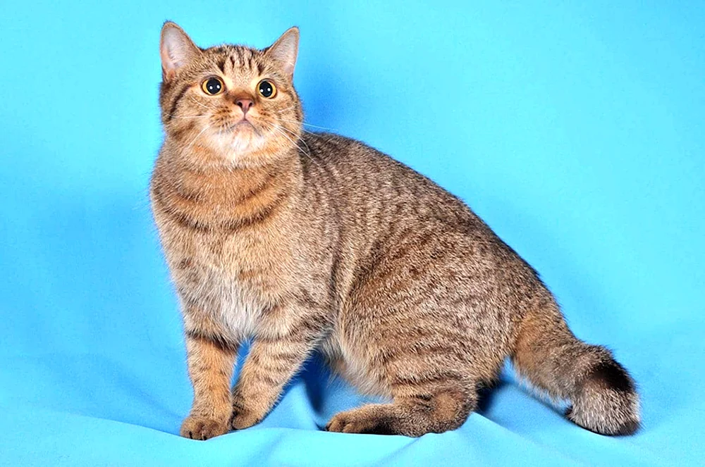 Britisch marmoriert gestromt Katze tabby