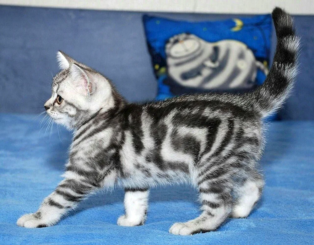 Britische Katze marmoriert