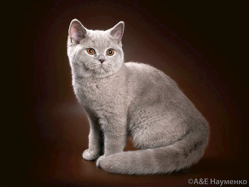 Britisch lilac Katze