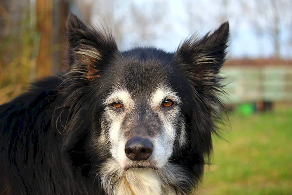 Britischer Schäferhund Collie