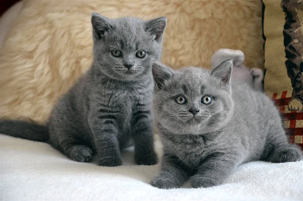 Blaue Schopfohrkatze Britisch