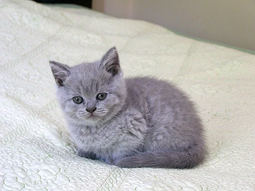 Britische rein graue Katze