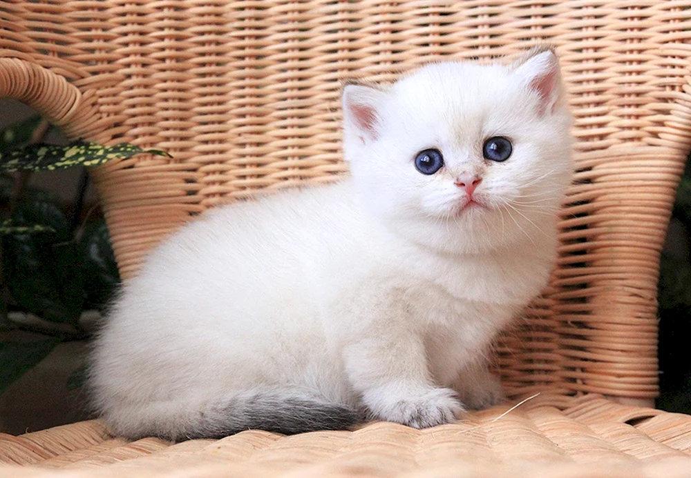 Britisches Chinchilla Silber Katze